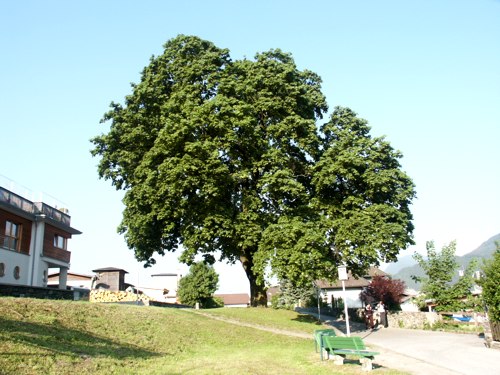 Spitzahorn Hirschen-Ahorn, Baumkataster Schwaz, tiroler Naturdenkmal