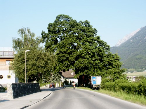 Spitzahorn Hirschen-Ahorn, Baumkataster Schwaz, tiroler Naturdenkmal